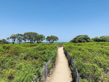 Panoramic shot of trees on field against clear sky