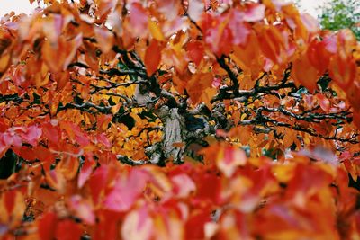 Close-up of leaves on branch