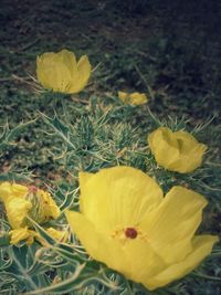 yellow