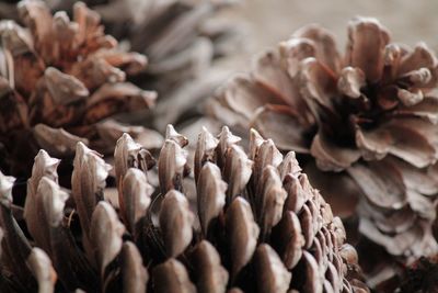 Close-up of plant against blurred background