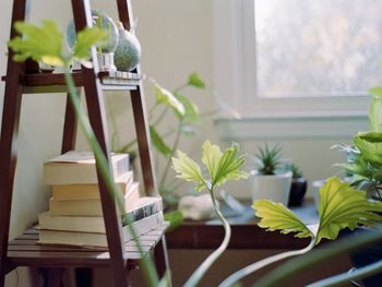 Close-up of potted plant and books at home