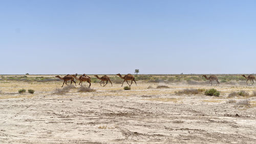 Horses in a field