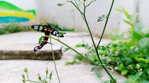 Close-up of butterfly on plant