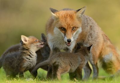 The fox is angry, growls and protects its cubs.