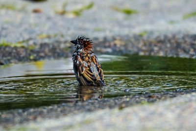 Close-up of bird perching on a lake