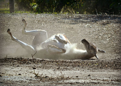 Llama on sand