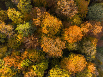 High angle view of flowering plants and trees