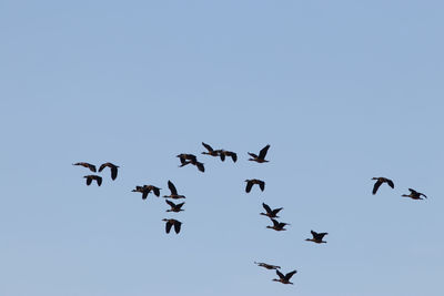 Low angle view of birds flying in the sky