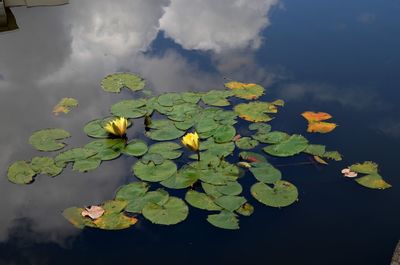 Close-up of plant against lake