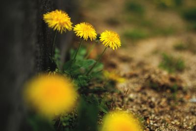 Close-up of yellow dandelion blooming in field