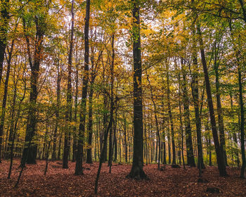 Trees in forest during autumn