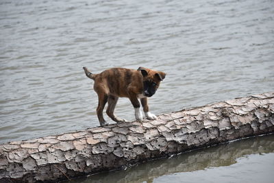 Dog standing in lake