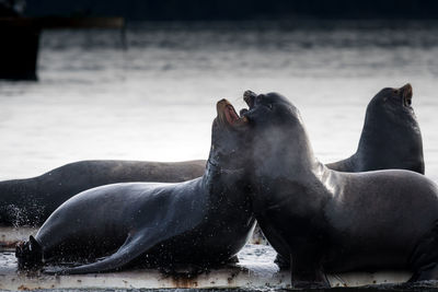 Close-up of sea lions at beach