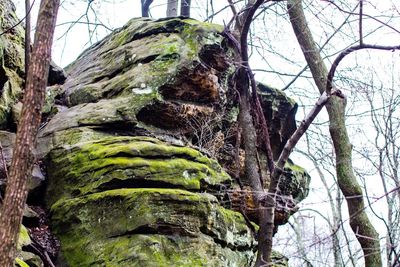 Low angle view of trees