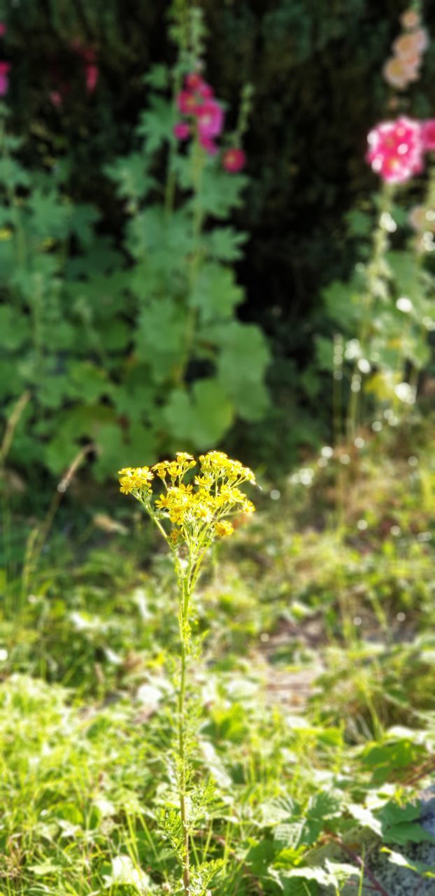 CLOSE-UP OF YELLOW FLOWERING PLANTS ON LAND