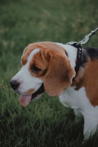 Dog looking away on field