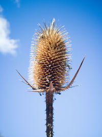 Low angle view of dried plant against clear blue sky