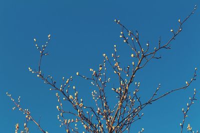 Low angle view of flowering plant against clear blue sky