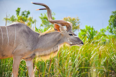 Side view of gazelle on field