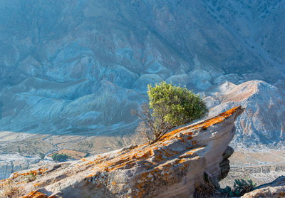 Aerial view of trees on landscape