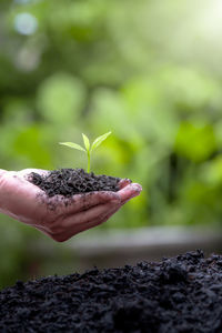 Close-up of hand holding leaf