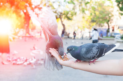 Midsection of person eating bird