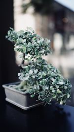 Close-up of small potted plant on table