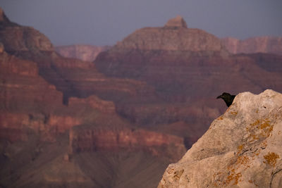 A raven peeking from behind a rock in the grand canyon in warm evening light. 