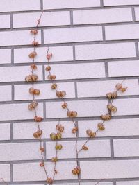 Close-up of ivy on wall