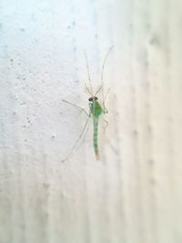 insect