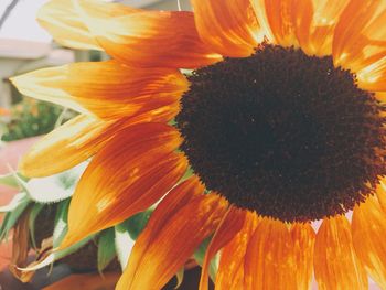Close-up of yellow flower