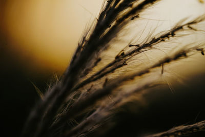 Close-up of stalks against the sky at sunset