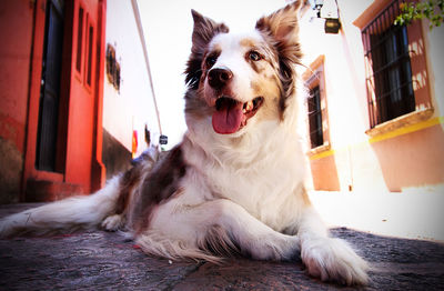 Portrait of dog sitting outdoors