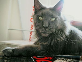 Close-up portrait of a cat