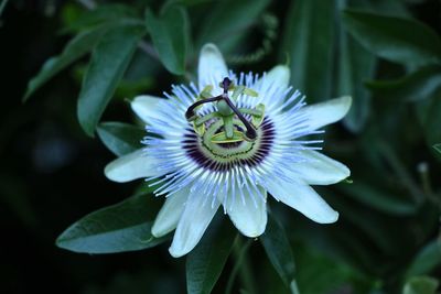 Close-up of purple flower in bloom