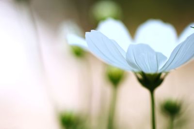 Close-up of white flower blooming outdoors