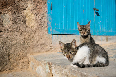 Portrait of cats on wall