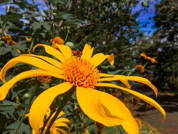 Close-up of yellow flowering plant in park