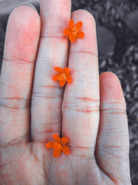Close-up of hand holding orange flower