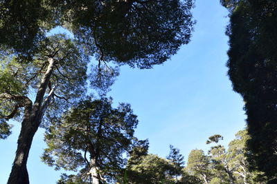 Low angle view of trees against clear sky