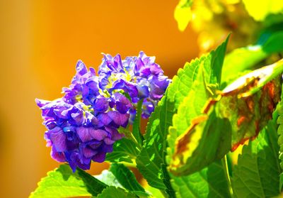 Close-up of purple flowers blooming outdoors