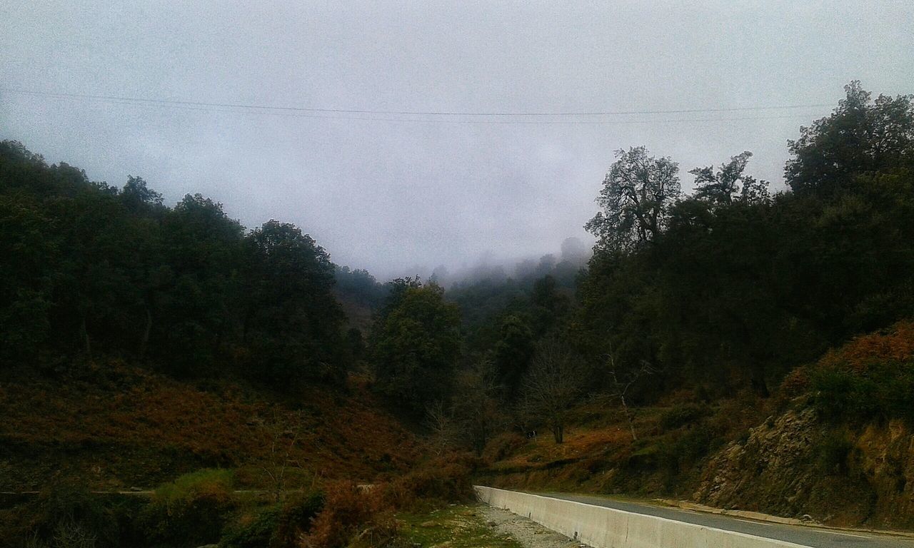 tree, road, the way forward, transportation, tranquility, tranquil scene, nature, sky, scenics, mountain, beauty in nature, fog, country road, landscape, non-urban scene, weather, growth, forest, diminishing perspective, empty road