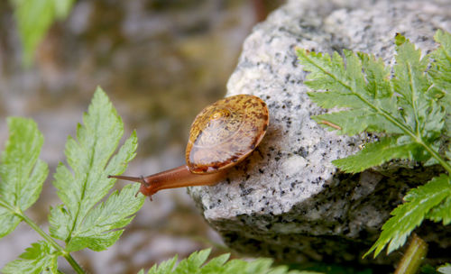 Close-up of small snail on rock