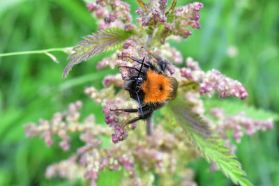 Close-up of butterfly pollinating on flower