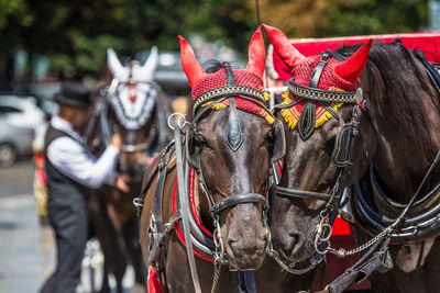 Close-up of a horse