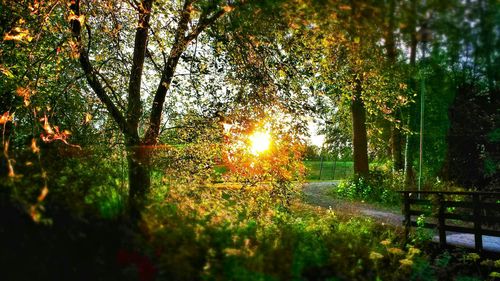 Sun shining through trees