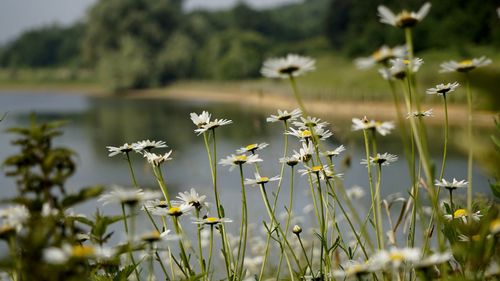 Close-up of yellow flowers blooming outdoors