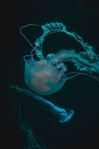 Close-up of jellyfish in water