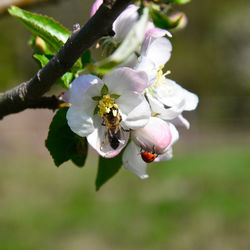 Close-up of cherry blossoms on branch