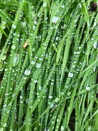 Full frame shot of wet plants